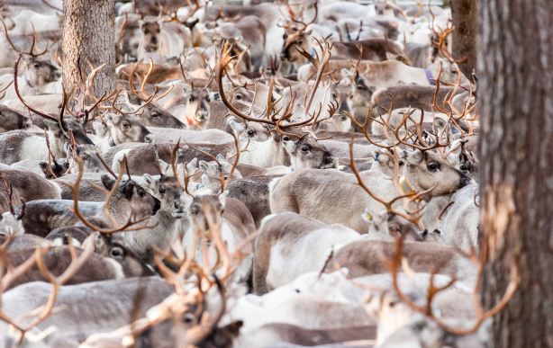 Kujala Reindeer Farm
