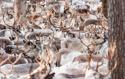 Kujala Reindeer Farm