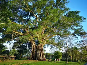 Canlaon City - Century Tree Dalakit