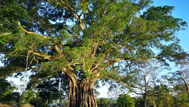 Canlaon City - Century Tree Dalakit
