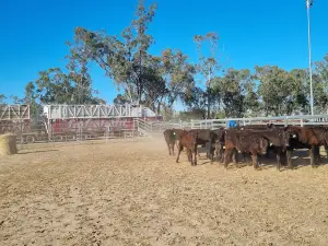 Wallumbilla show grounds