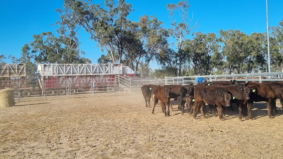 Wallumbilla show grounds