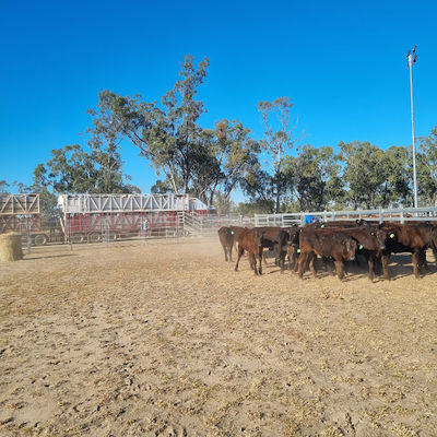 Wallumbilla show grounds