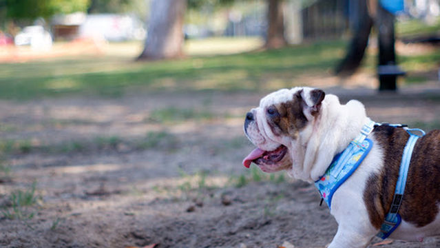 Buderim Dog Park