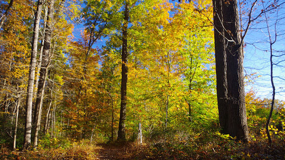 Friends of Oregon Ridge