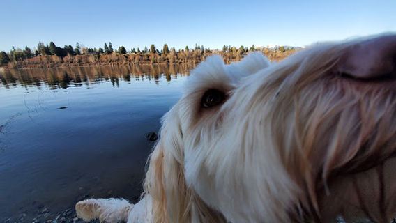 Derby Reach Regional Park - Dog Off-leash Area
