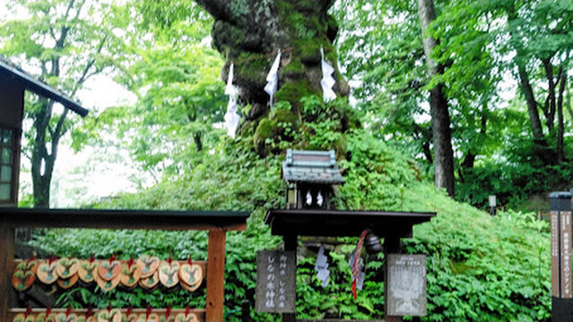 熊野皇大神社のシナノキ