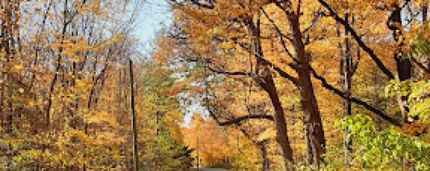 Urbana Parks & Recreation