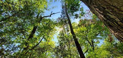 Tigerville Park