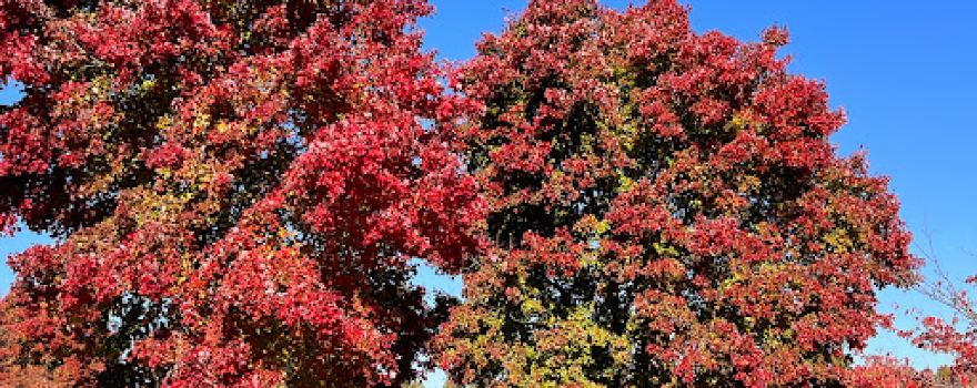 Wilson Farm Park