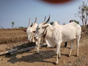 Bail Bajar Bhiwapur