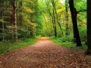 White Memorial- Little Pond Boardwalk Trail