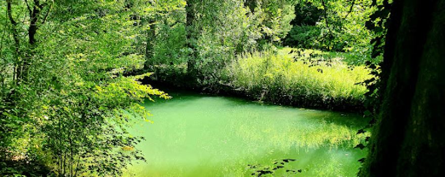 Source du Cusancin