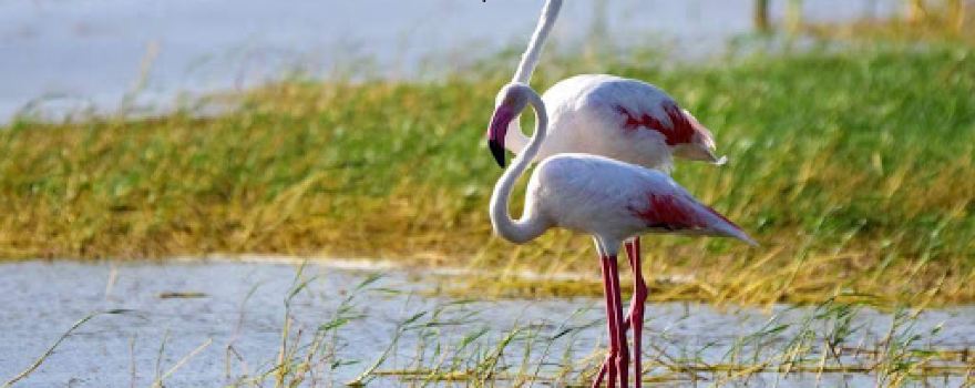 Attidiya Bird Sanctuary