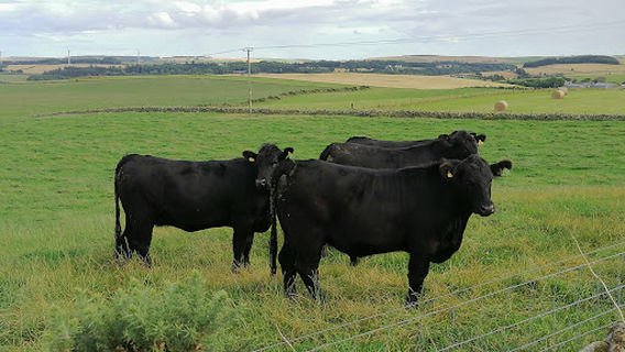 Aikey Brae Stone Circle