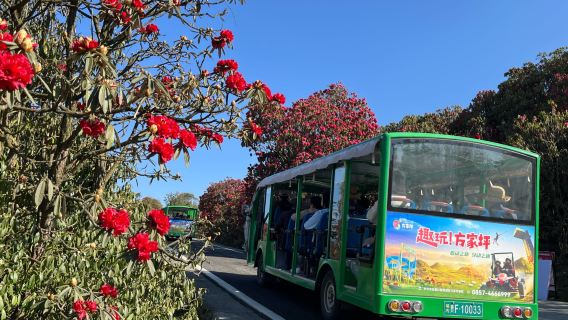 Baili Rhododendron·Jinpó Scenic Area