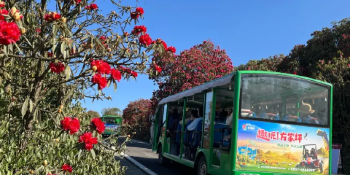 百里杜鵑金坡景區