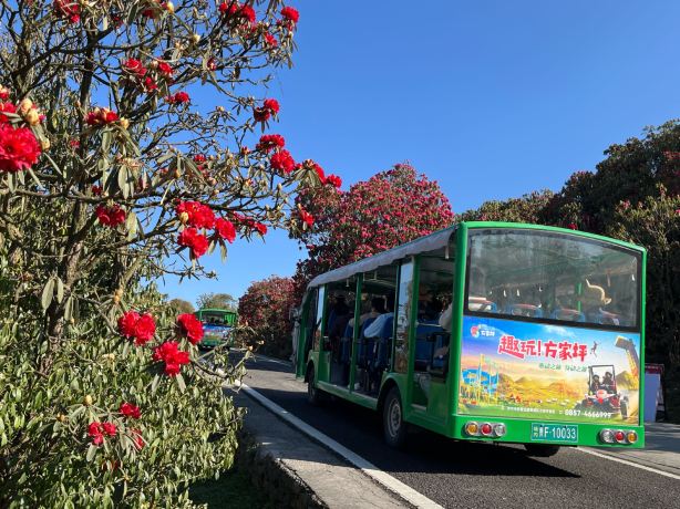 Baili Rhododendron·Jinpó Scenic Area