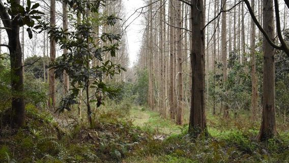 Qianjiang Forest Park
