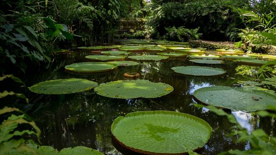 Zoobotanical Park - Emílio Goeldi Museum