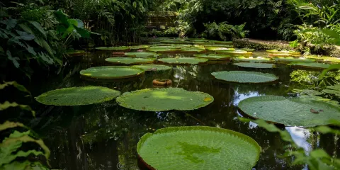 Emilio Goeldi博物館