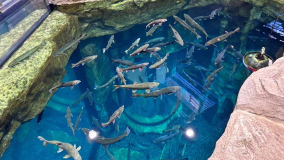 Great Lakes Aquarium