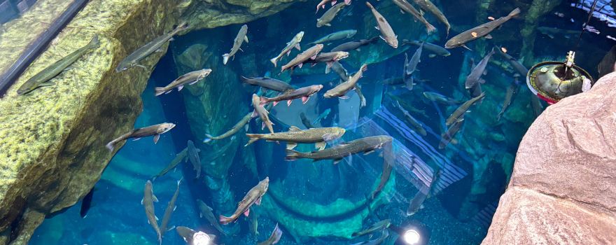 Great Lakes Aquarium
