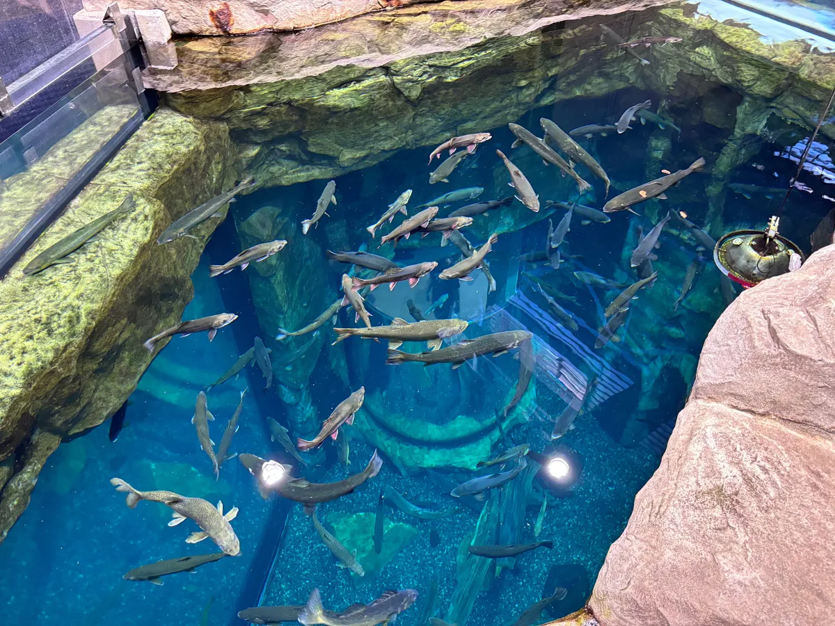 Great Lakes Aquarium