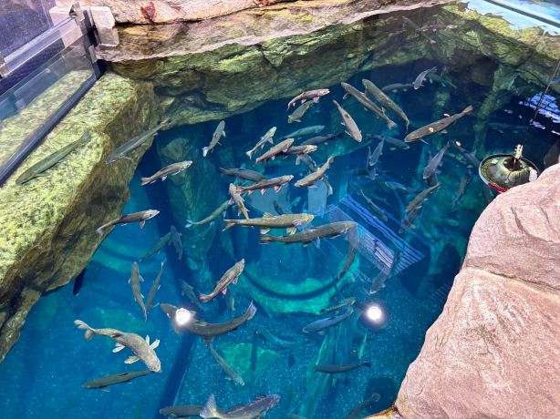 Great Lakes Aquarium