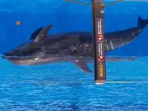 Niigata City Aquarium Marinepia Nihonkai (Sea of Japan)