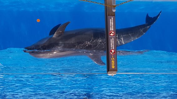 Niigata City Aquarium Marinepia Nihonkai (Sea of Japan)