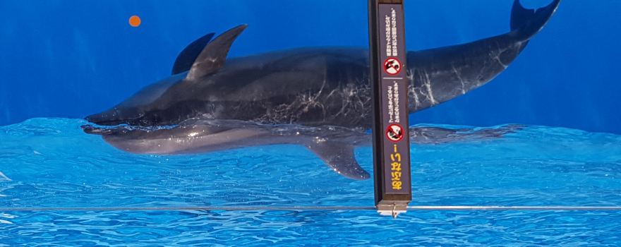 新潟市水族館 瑪淋匹亞日本海