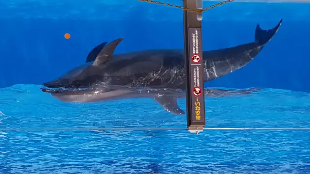 鄰近Marinpia日本海的酒店