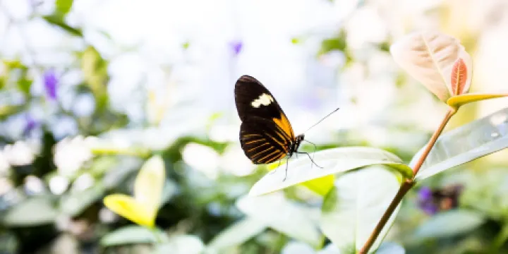 奧杜邦昆蟲博物館