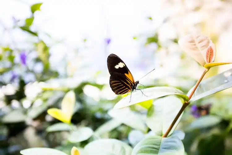 Hotels in der Nähe von Audubon Butterfly Garden and Insectarium