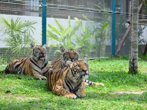 Tiger Park Pattaya