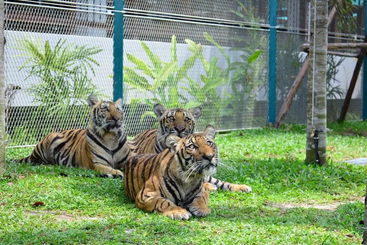 Tiger Park Pattaya