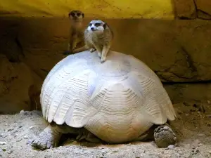 Terrariet - Reptile Zoo