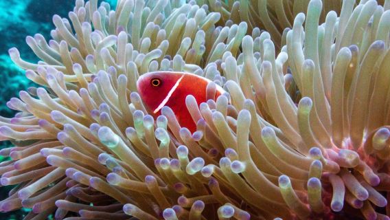 Koh Tao Scuba Club