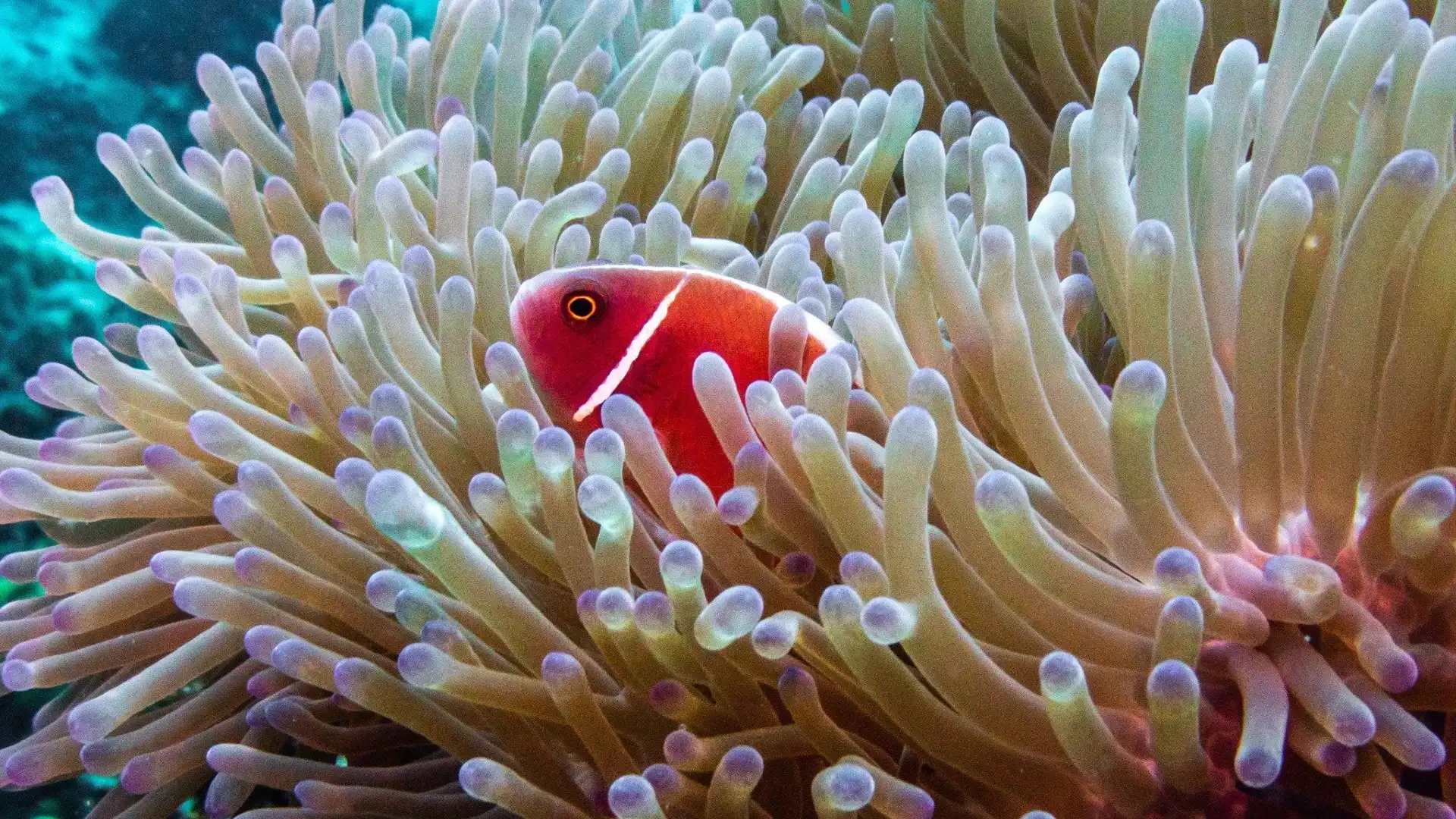 Hotels near Koh Tao Scuba Club