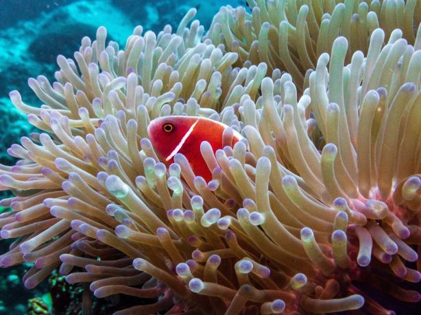 Koh Tao Scuba Club
