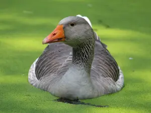 Naturschutz-Tierpark Görlitz