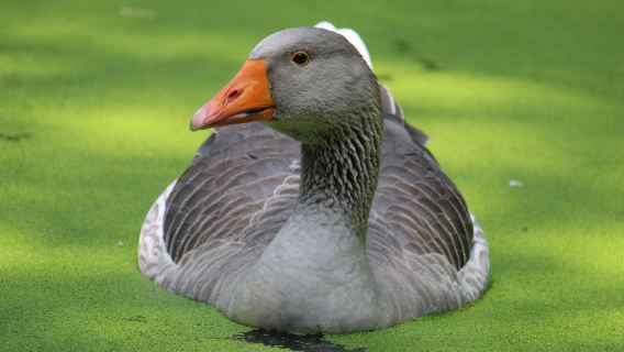 Naturschutz-Tierpark Görlitz