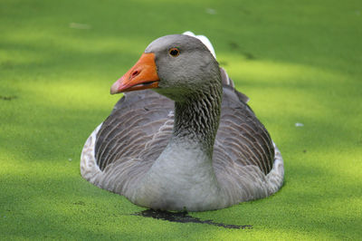 Naturschutz-Tierpark Görlitz