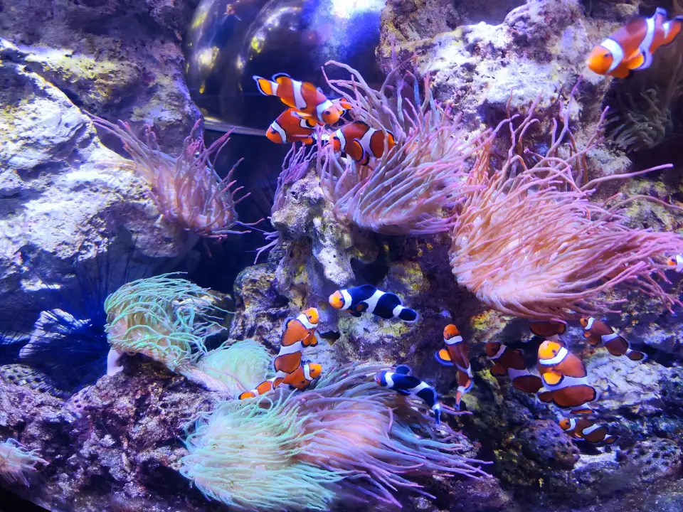 2_加達雲霄樂園海洋生物水族館