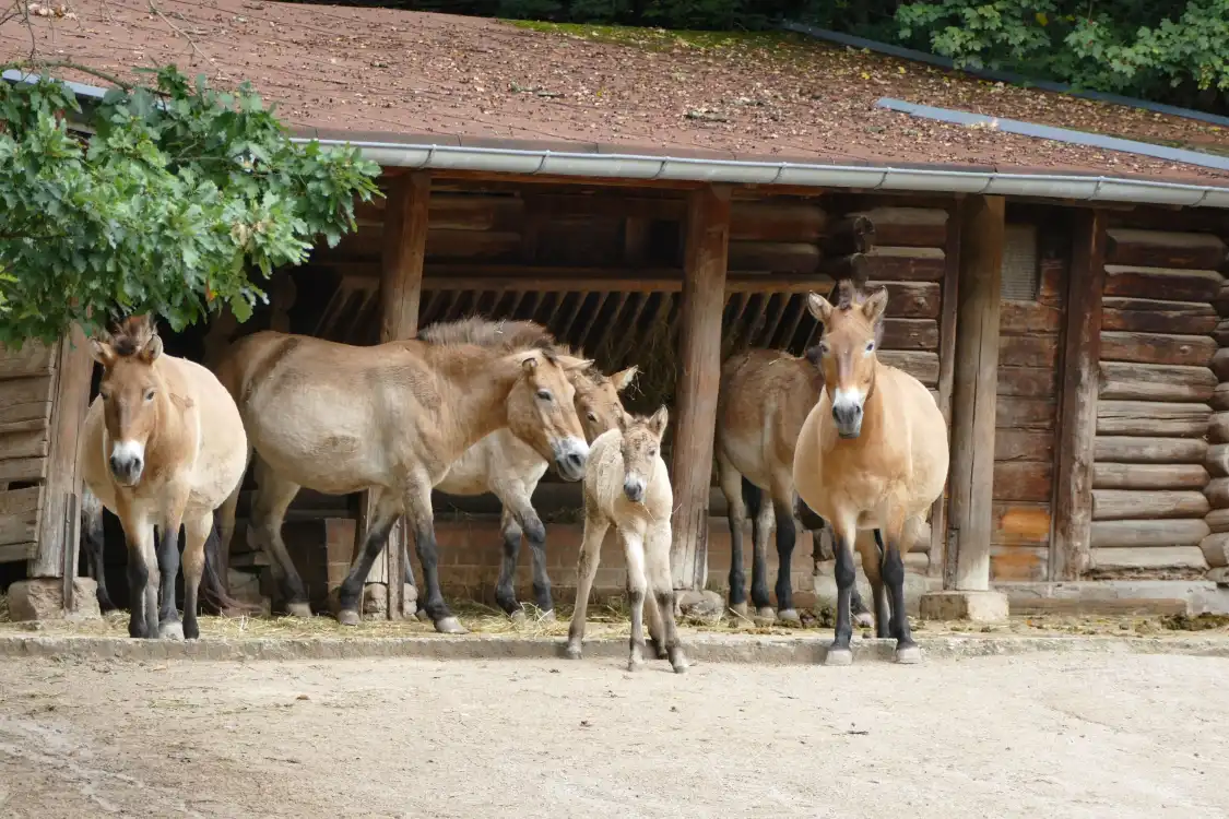 Nuremberg Zoo 주변 호텔