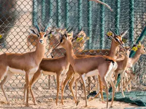 Arabian Oryx Sanctuary