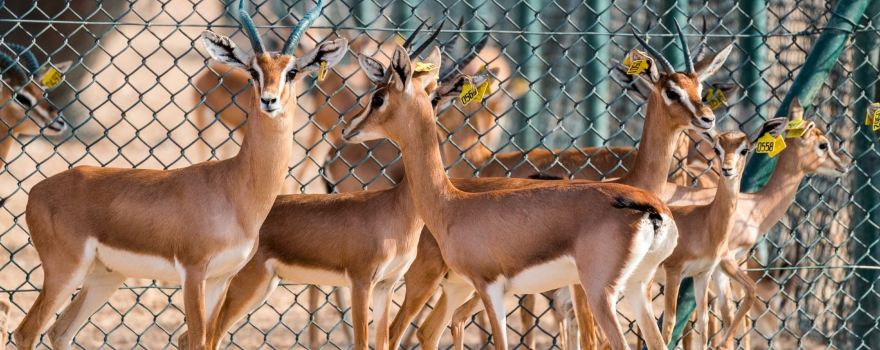 Arabian Oryx Sanctuary