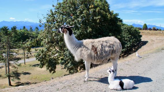 Olympic Game Farm Inc.
