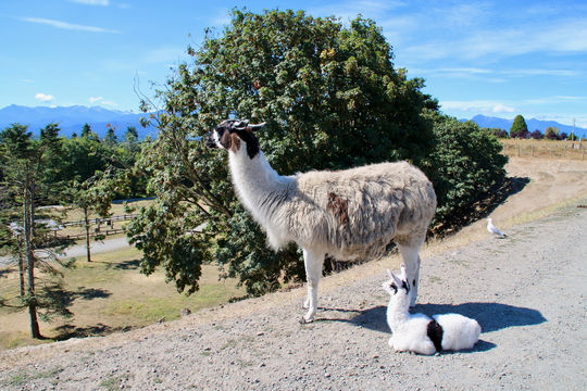 Olympic Game Farm Inc.
